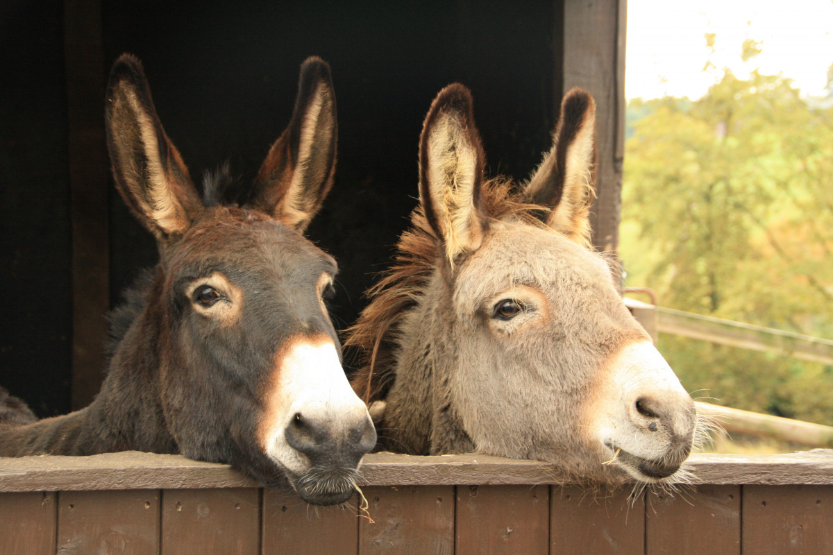 ../img/donkeys_animals_duo_two_torque_nature_mammals.jpg